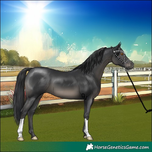 Horse Color:Black 