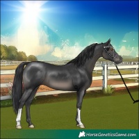 Horse Color:Black 