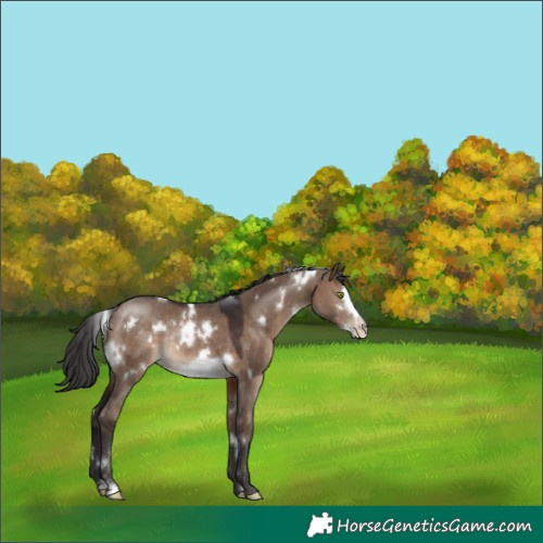 Horse Color:White Spotted Brown Dun Frame Rabicano
