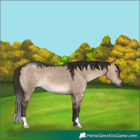 Horse Color:Brown Dun