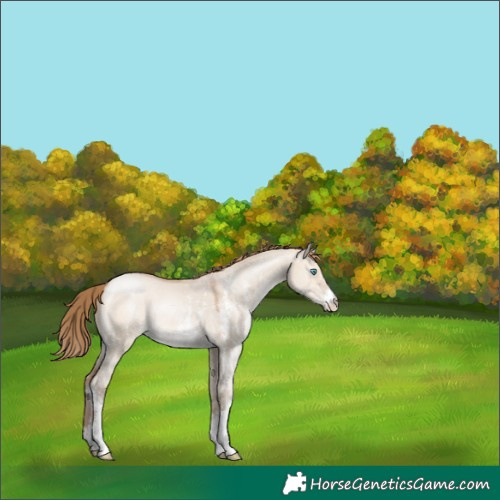 Horse Color:Brown Pearl Dun Mushroom Sabino 