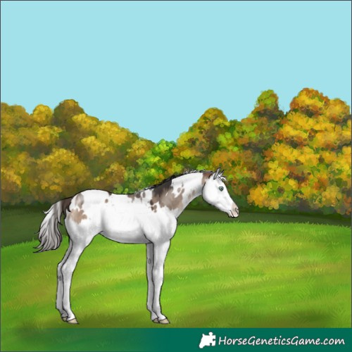 Horse Color:White Spotted Bay Dun Mushroom Splash