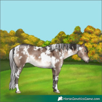 Horse Color:White Spotted Brown Dun Mushroom