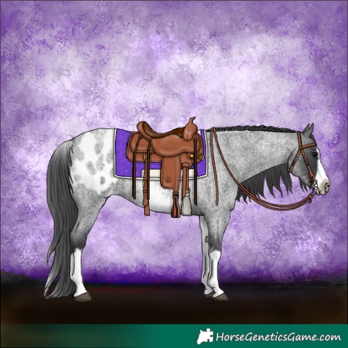 Horse Color:White Spotted Blue Roan Splash Frame Appaloosa 