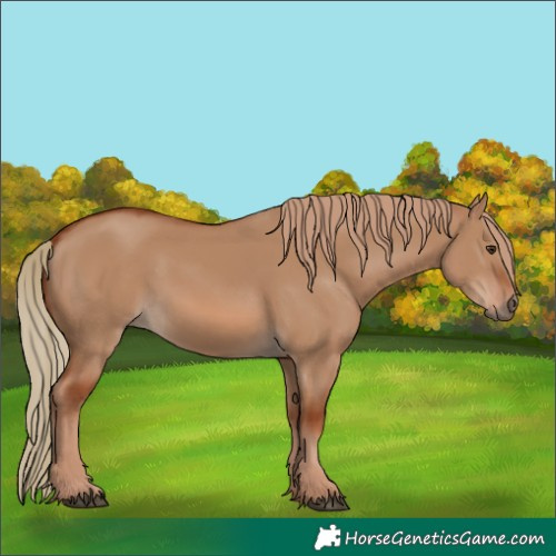 Horse Color:Red Dun 
