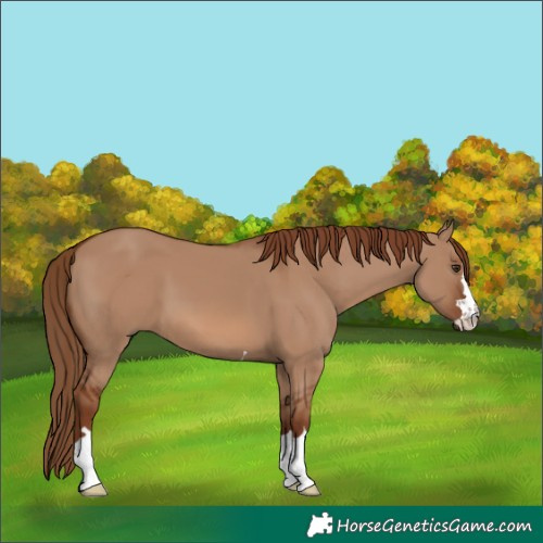 Horse Color:Red Dun 
