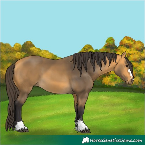 Horse Color:Buckskin 