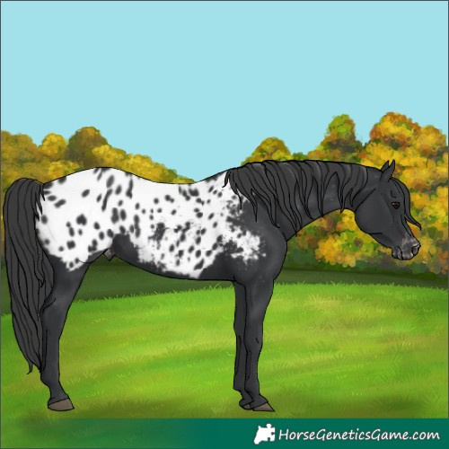 Horse Color:Black Appaloosa 