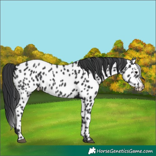 Horse Color:Black Appaloosa 