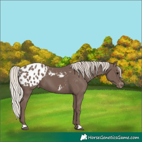 Horse Color:Silver Black Appaloosa 