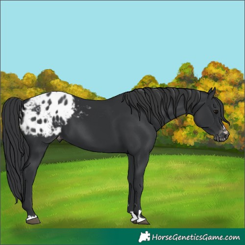 Horse Color:Black Appaloosa