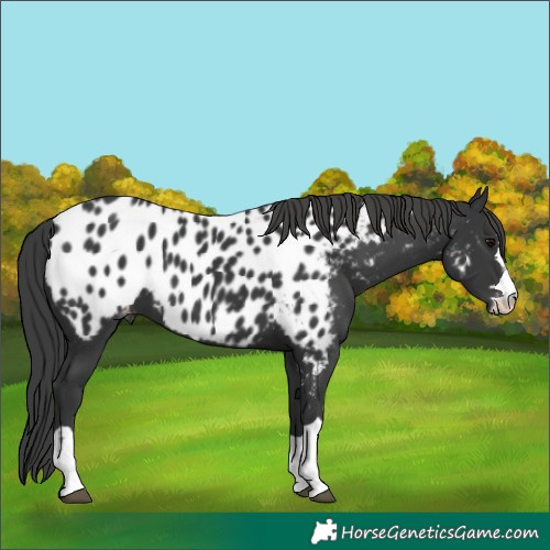 Horse Color:Black Appaloosa 