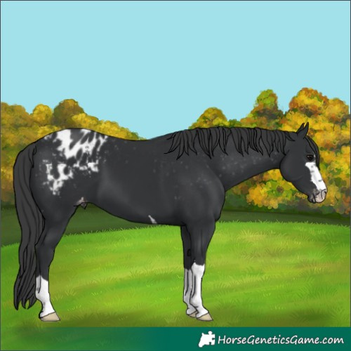 Horse Color:Black Appaloosa