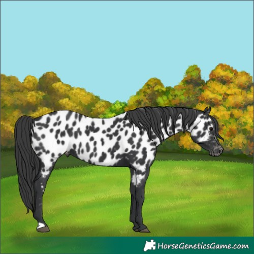 Horse Color:Black Appaloosa 