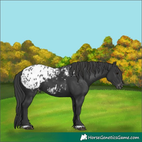 Horse Color:Black Appaloosa