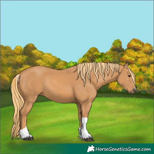 Horse Color:Chestnut Tobiano Rabicano