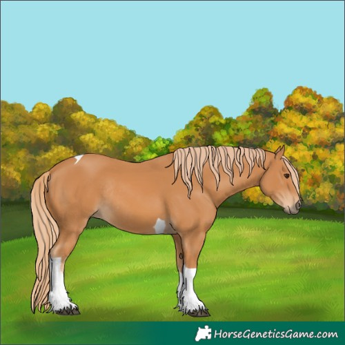 Horse Color:Chestnut Tobiano Rabicano