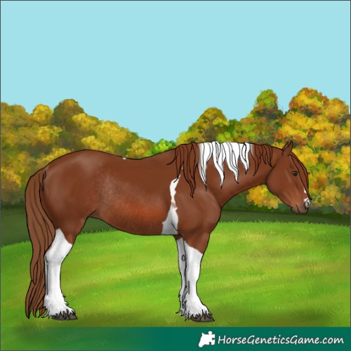 Horse Color:Chestnut Tobiano Rabicano 