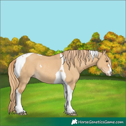 Horse Color:Red Dun Tobiano Rabicano 