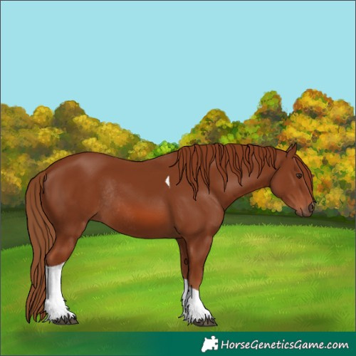 Horse Color:Chestnut Tobiano Rabicano 