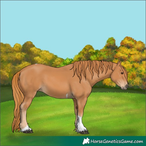 Horse Color:Chestnut Tobiano Rabicano 