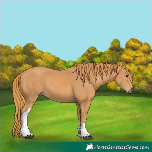 Horse Color:Chestnut Tobiano Rabicano 