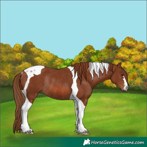 Horse Color:Chestnut Tobiano Rabicano 