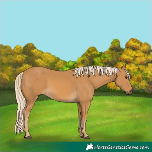 Horse Color:Palomino 