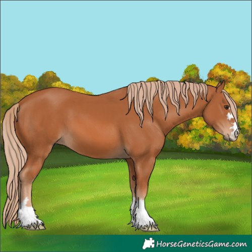 Horse Color:Chestnut 
