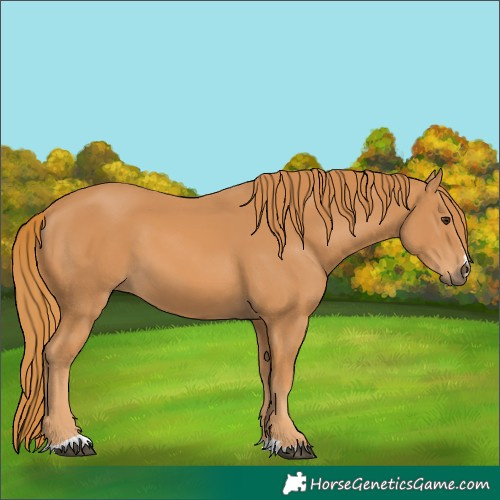 Horse Color:Chestnut 