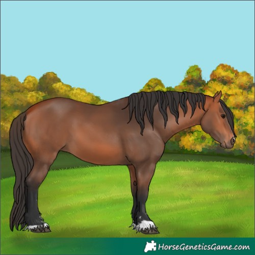 Horse Color:Bay 