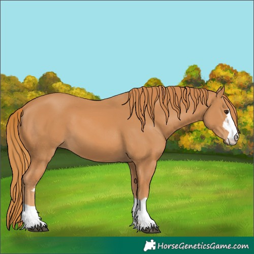 Horse Color:Chestnut 