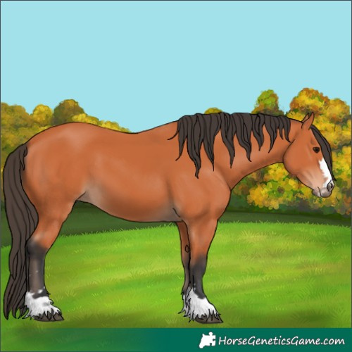 Horse Color:Bay 
