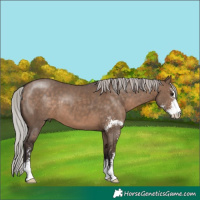 Horse Color:Silver Bay Dun Sabino