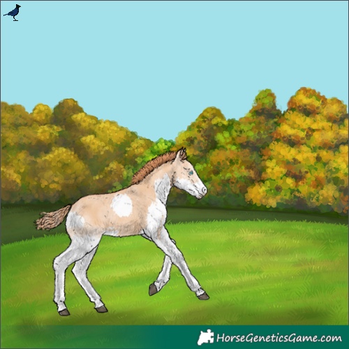 Horse Color:Red Dun Splash Rabicano