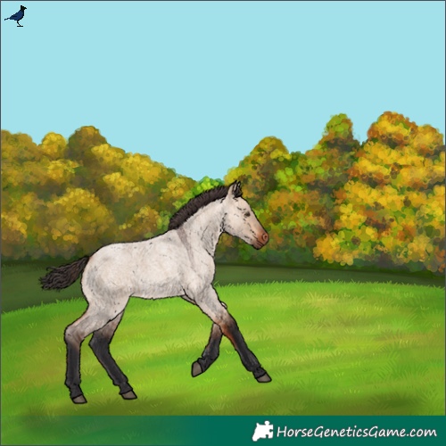 Horse Color:Bay Roan Dun