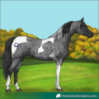 Horse Color:Blue Roan Tobiano 