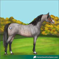 Horse Color:Brown Roan Splash