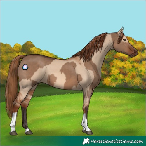 Horse Color:Liver Red Dun and Red Dun