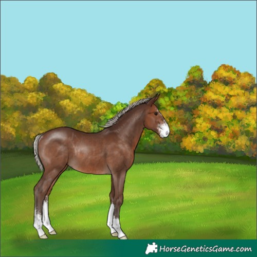 Horse Color:Silver Brown Sabino Rabicano 