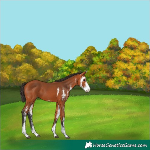 Horse Color:Bay Sabino 