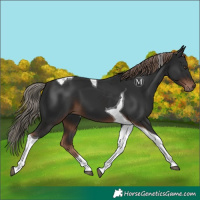 Horse Color:Liver Chestnut Tobiano