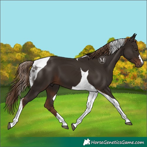 Horse Color:Liver Chestnut Tobiano 