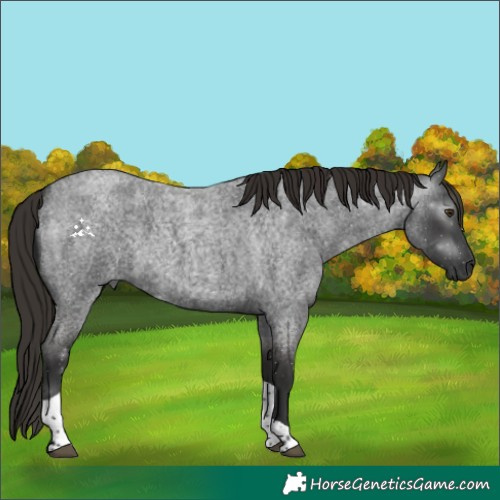 Horse Color:Gray Liver Red Roan Tobiano 