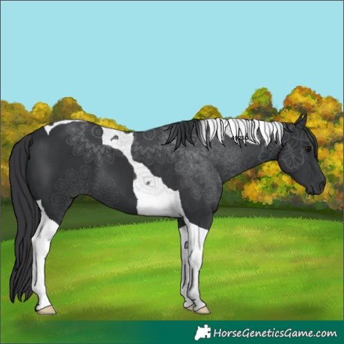 Horse Color:Black Tobiano 