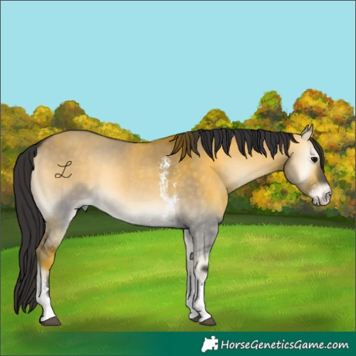 Horse Color:Buckskin Onyx Sabino 