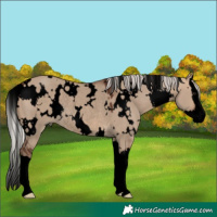 Horse Color:Void White Spotted Silver Brown Dun Splash Rabicano