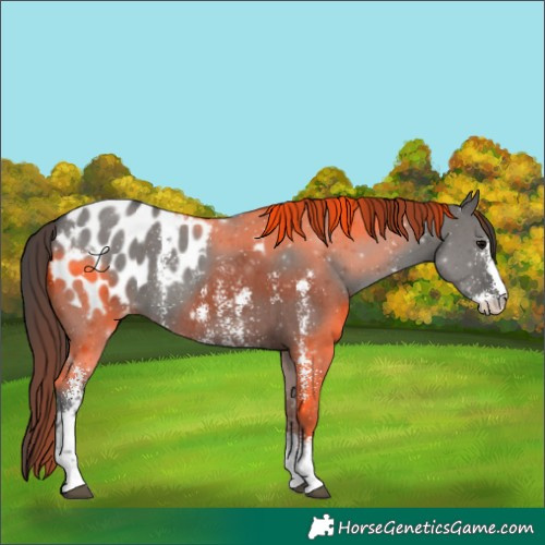 Horse Color:Grullo Sabino Blanket 