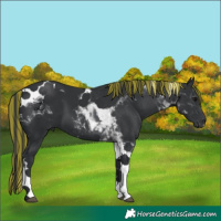 Horse Color:Painted Black Tobiano 