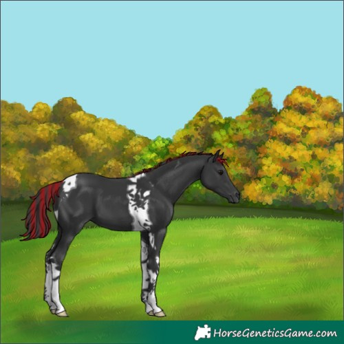 Horse Color:Painted Black Tobiano